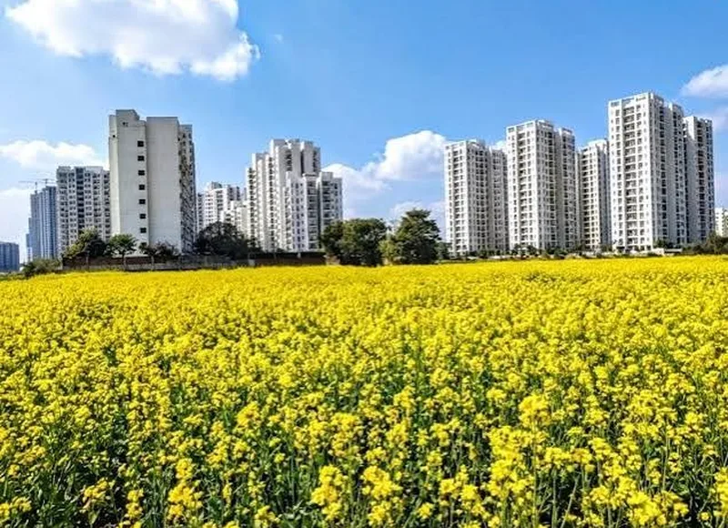 Blooming yellow mustard field in front of a row of white high-rise apartment towers